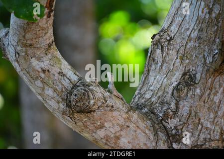 Una lucertola seduta su un albero e prendere il sole in Thailandia Foto Stock