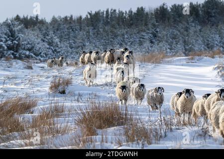 Stormo di pecore di Swaledale che attraversano la neve per nutrirsi di un alpeggio a Wensleydale, North Yorkshire, Regno Unito. Foto Stock