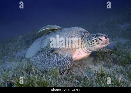 Tartaruga verde (Chelonia mydas) con i monti della nave (Remora remora), adagiata su un fondale marino, sabbia, sito di immersione Marsa Shona Reef, Egitto, Mar Rosso Foto Stock