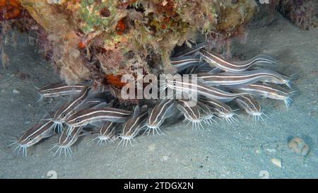 Gruppo, branca di pesci gatto a strisce (Plotosus lineatus), giovani. Sito di immersione House Reef, Mangrove Bay, El Quesir, Mar Rosso, Egitto Foto Stock