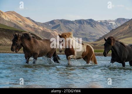 Cavalli islandesi che attraversano un fiume selvaggio negli altopiani islandesi Foto Stock