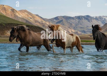 Cavalli islandesi che attraversano un fiume selvaggio negli altopiani islandesi Foto Stock
