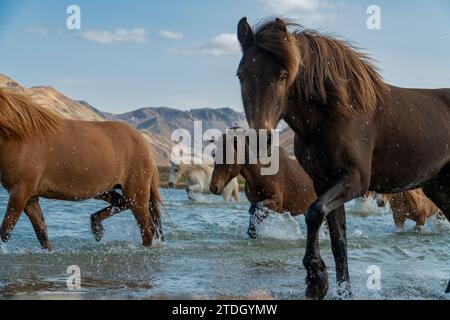 Cavalli islandesi che attraversano un fiume selvaggio negli altopiani islandesi Foto Stock