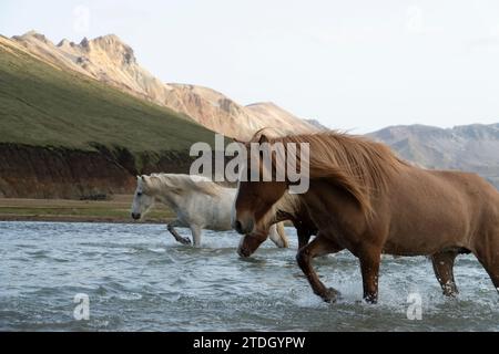Cavalli islandesi che attraversano un fiume selvaggio negli altopiani islandesi Foto Stock