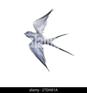 Indeglutire uccello che vola isolato su sfondo bianco illustrazioni ad acquerello disegnate a mano. Oggetto per biglietti di auguri, cartoline, carta da parati, modello tessile Foto Stock