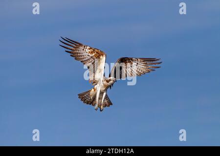 Osprey in bilico Foto Stock