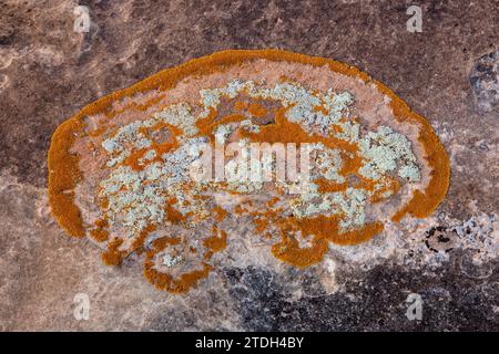 I colorati licheni crostosi creano motivi su un masso di arenaria nel deserto vicino a Moab, Utah. Foto Stock