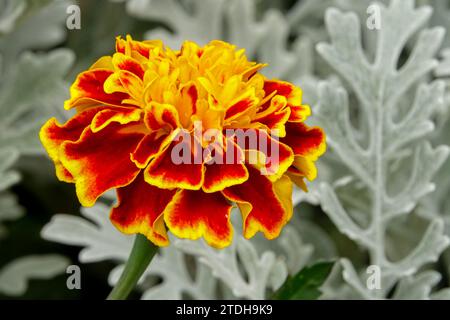 Fiore di calendula giallo rosso Foto Stock