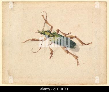 Green Beetle with Brown Legs 2008 di Jan Vincentsz van der Vinne Foto Stock