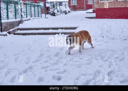 Cane di san bernardo isolato che cammina nella neve in un complesso di cottage a Mendoza in Argentina. Copia spazio Foto Stock