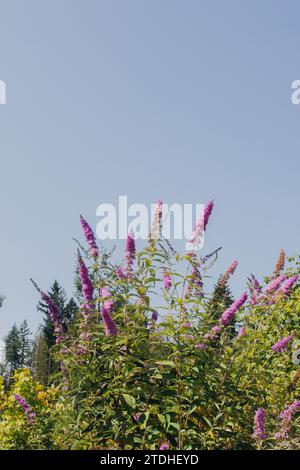 Buddleja davidii, lilla estiva, farfalla o occhio arancione nel nord-ovest del Pacifico Foto Stock