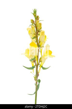 Fiori comuni di toadflax isolati su sfondo bianco, Linaria vulgaris Foto Stock