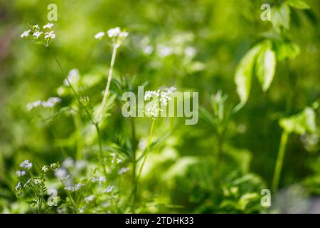 Chervil, Anthriscus cerefolium), prezzemolo francese o ciliegio da giardino piccoli fiori bianchi su fondo verde nel giardino. profondità di campo ridotta Foto Stock