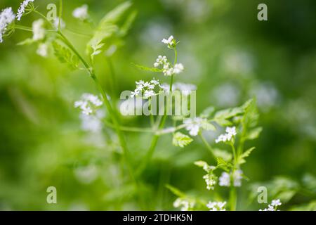 Chervil, Anthriscus cerefolium), prezzemolo francese o chervil da giardino . Piccoli fiori bianchi nella foresta. Profondità di campo ridotta. Foto Stock