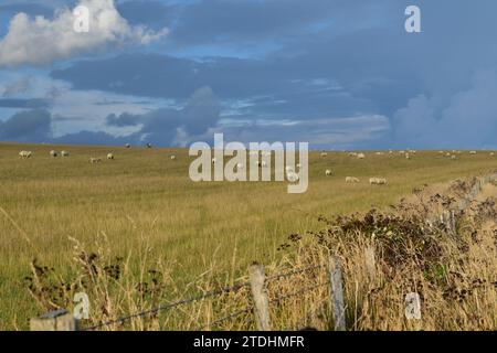 Un gregge di pecore che pascolano in un campo erboso nella campagna inglese vicino alle White Cliffs di dover Foto Stock