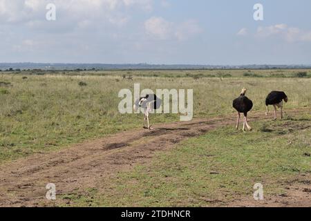 Uno struzzo che si graffia con il becco sulle piste di pneumatici sterrati nel Parco Nazionale di Nairobi Foto Stock