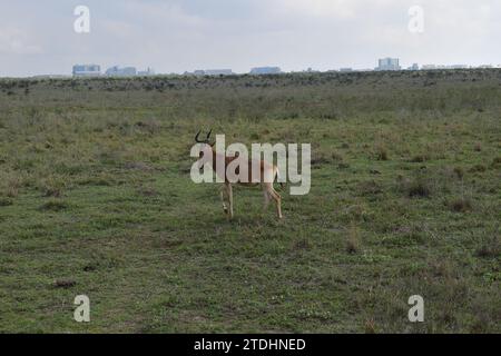 Un topi antilope che cammina sulle pianure erbose del Parco Nazionale di Nairobi Foto Stock