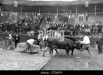 Éibar, Guipúzcoa, novembre 1923. Aspetto dell'arena durante le prove di trascinamento pietra da buoi. Crediti: Album / Archivo ABC / Indalecio Ojanguren Foto Stock