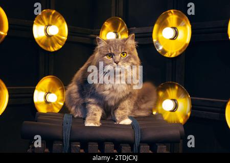 Il gatto inglese Longhair tabby grigio argento seduto su una sedia di legno nero con sfondo di lusso scuro e chiaro dietro Foto Stock
