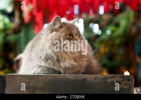 il gatto inglese longhair, seduto su un tavolo di legno nero nel giardino di felci, è in argento grigio, al sole del pomeriggio Foto Stock