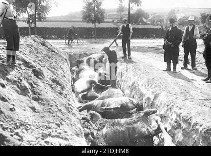 07/31/1914. Dopo la battaglia. Abitanti belgi che seppelliscono cavalli morti nella battaglia di Haelen. Crediti: Album / Archivo ABC / Meurisse Foto Stock