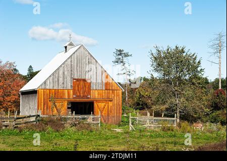 Ipswich, Massachusetts - Un asino pascola nell'erba davanti a un fienile di legno intemprato e recintato in penna in una soleggiata giornata autunnale. Foto Stock