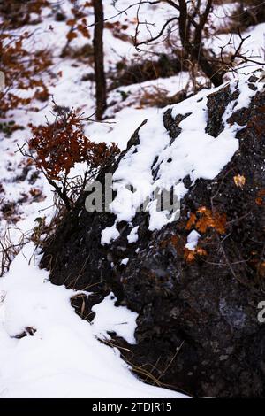 masso innevato con foglie rosse, parco del canyon di ardesia, utah Foto Stock