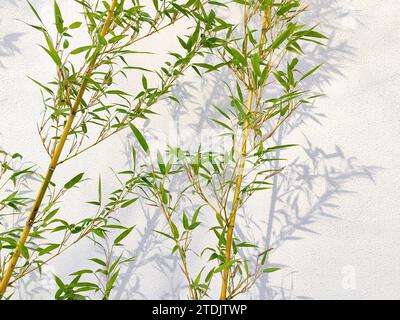 Bambù davanti allo sfondo bianco, ombra di bambù riflessa sulla parete bianca. Foto Stock