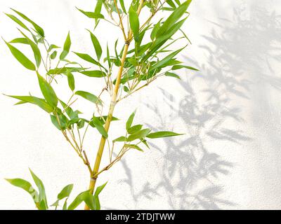 Bambù davanti allo sfondo bianco, ombra di bambù riflessa sulla parete bianca. Foto Stock