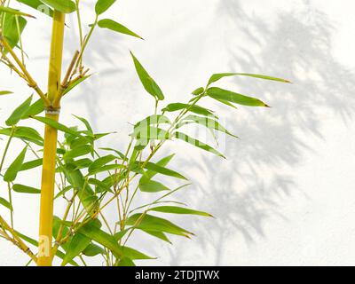 Bambù davanti allo sfondo bianco, ombra di bambù riflessa sulla parete bianca. Foto Stock