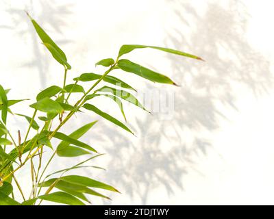 Bambù davanti allo sfondo bianco, ombra di bambù riflessa sulla parete bianca. Foto Stock