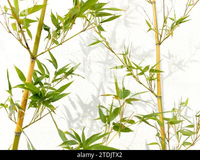 Bambù davanti allo sfondo bianco, ombra di bambù riflessa sulla parete bianca. Foto Stock