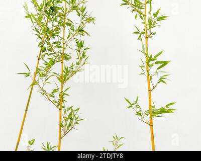 Bambù davanti allo sfondo bianco, ombra di bambù riflessa sulla parete bianca. Foto Stock