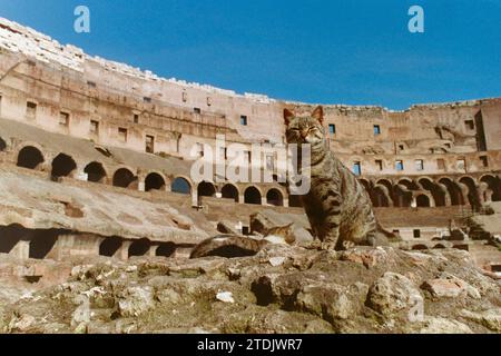 Foto del film Archival 1994 di un gatto selvatico che si gode il sole nello storico edificio del Colosseo a Roma. Foto Stock