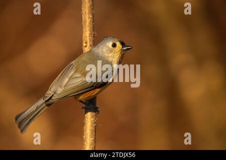 Il topo tufted è un piccolo uccello che frequenta gli alimentatori Foto Stock