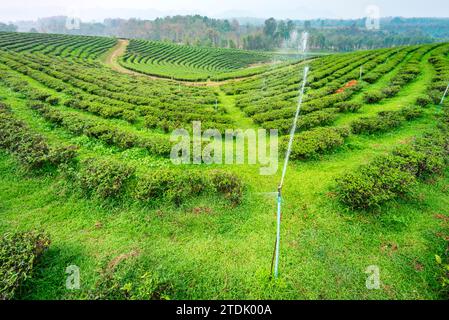 Centinaia di file di lussureggianti piante thailandesi di tè, regolarmente cosparse di acqua per mantenersi in buona salute, in una delle grandi aree di coltivazione del tè della Thailandia. Una lan nebbiosa e fumosa Foto Stock