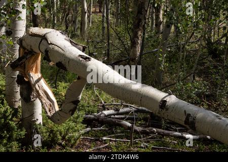 Albero di Aspen rotto da un evento microburst Foto Stock