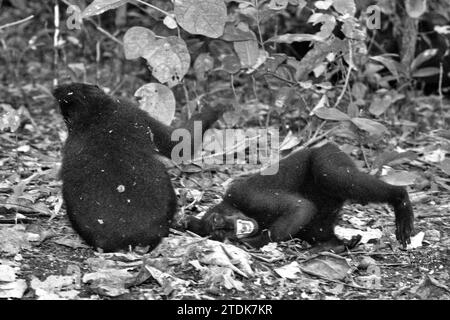 I giovani di macaco crestato (Macaca nigra) stanno avendo attività sociali facendo contatti fisici sul terreno nella foresta di Tangkoko, Sulawesi settentrionale, Indonesia. Un articolo di ricerca del maggio 2023 scritto da un team di primatologi ha condotto Nia Parry-Howells, pubblicato dall'International Journal of Primatology, ha rivelato che i macachi crestati con un'elevata condizione di "socialità" e "dominanza" sono molto probabilmente gli individui che sono in stato di "benessere". La ricerca, sebbene sia stata condotta nello zoo, ha confermato l'esistenza di uno stesso schema che si verifica agli individui che vivono in natura, dove... Foto Stock