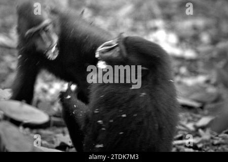 I giovani di macaco crestato (Macaca nigra) stanno avendo attività sociali facendo contatti fisici sul terreno nella foresta di Tangkoko, Sulawesi settentrionale, Indonesia. Un articolo di ricerca del maggio 2023 scritto da un team di primatologi ha condotto Nia Parry-Howells, pubblicato dall'International Journal of Primatology, ha rivelato che i macachi crestati con un'elevata condizione di "socialità" e "dominanza" sono molto probabilmente gli individui che sono in stato di "benessere". La ricerca, sebbene sia stata condotta nello zoo, ha confermato l'esistenza di uno stesso schema che si verifica agli individui che vivono in natura, dove... Foto Stock