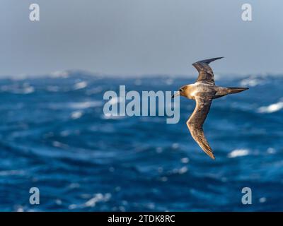 Albatro dalle maniche leggere, Phoebetria palpebrata, che scivola sull'oceano al largo delle isole subantartiche della nuova Zelanda Foto Stock