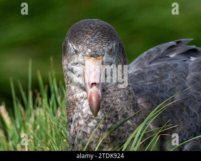 Petrel gigante del nord Macronectes halli nidificante sull'isola di Macquarie Australia 2023 Foto Stock