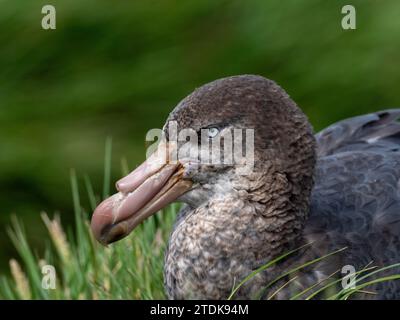 Petrel gigante del nord Macronectes halli nidificante sull'isola di Macquarie Australia 2023 Foto Stock