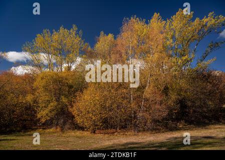 Targasonne Chaos, formato da blocchi di roccia tra la foresta con colori autunnali (Haute Cerdagne, Pyrénées-Orientales, Occitania, Francia) Foto Stock