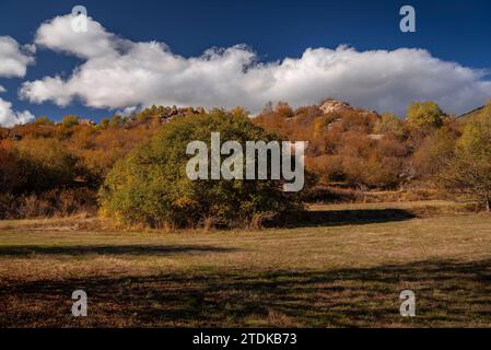Targasonne Chaos, formato da blocchi di roccia tra la foresta con colori autunnali (Haute Cerdagne, Pyrénées-Orientales, Occitania, Francia) Foto Stock
