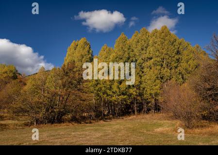 Targasonne Chaos, formato da blocchi di roccia tra la foresta con colori autunnali (Haute Cerdagne, Pyrénées-Orientales, Occitania, Francia) Foto Stock