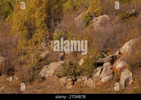 Targasonne Chaos, formato da blocchi di roccia tra la foresta con colori autunnali (Haute Cerdagne, Pyrénées-Orientales, Occitania, Francia) Foto Stock