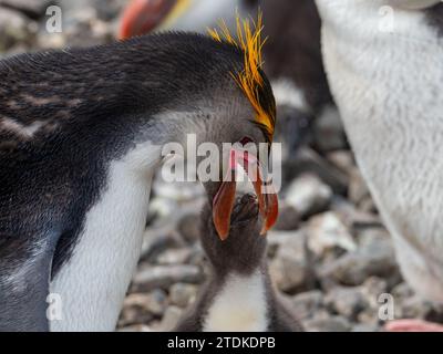 Royal Penguin, Eudyptes schlegeli, Macquarie Island, Australia Foto Stock