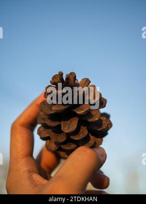 Mano che tiene un gigantesco cono di pino. Un primo piano di una mano che tiene un cono di pino. Primo piano di pinecone in una mano nella foresta con sfondo naturale verde. Foto Stock