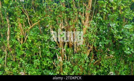 Pianta Polyscias Guilfoylei con foglie verdi e piccole, come pianta ornamentale per giardini o giardini domestici Foto Stock