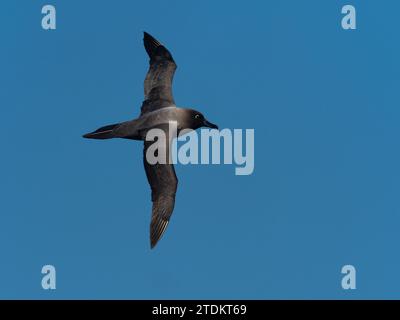 Albatro dalle maniche chiare, Phoebetria palpebrata, che scivola nel cielo blu sull'oceano al largo delle isole subantartiche della nuova Zelanda Foto Stock